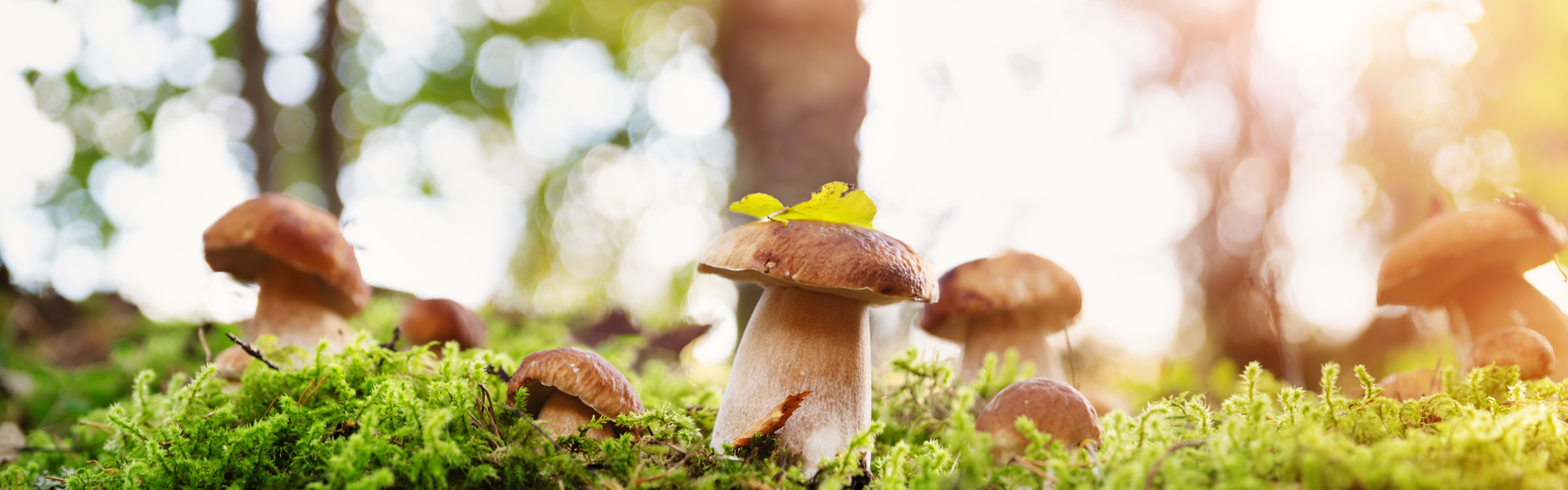 Portfolio Company Profile Monterey Mushrooms Paine Schwartz Partners