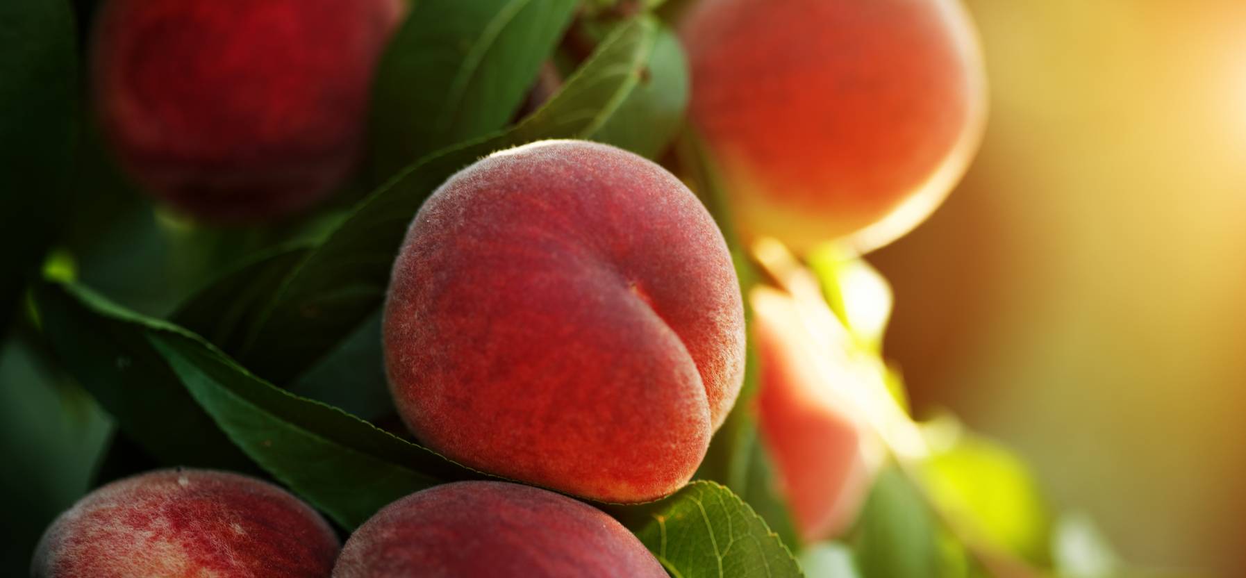 Gerawan Farming and Wawona Packing Merge to Create the Leading Stone Fruit Producer