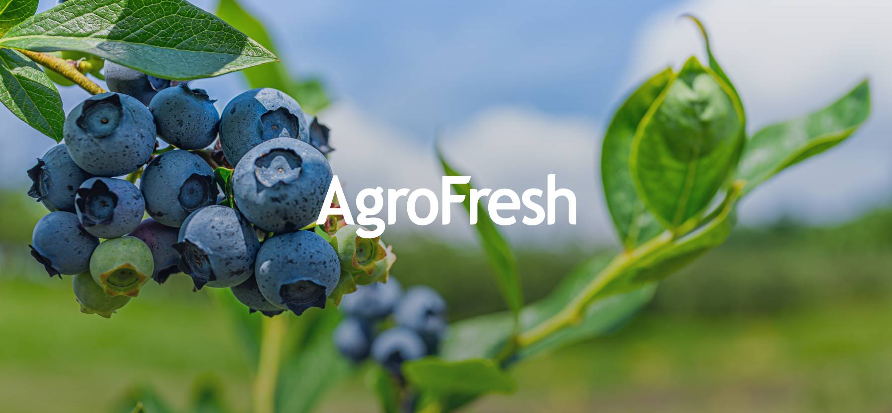 AgroFresh-Solutions-Receives-@2x