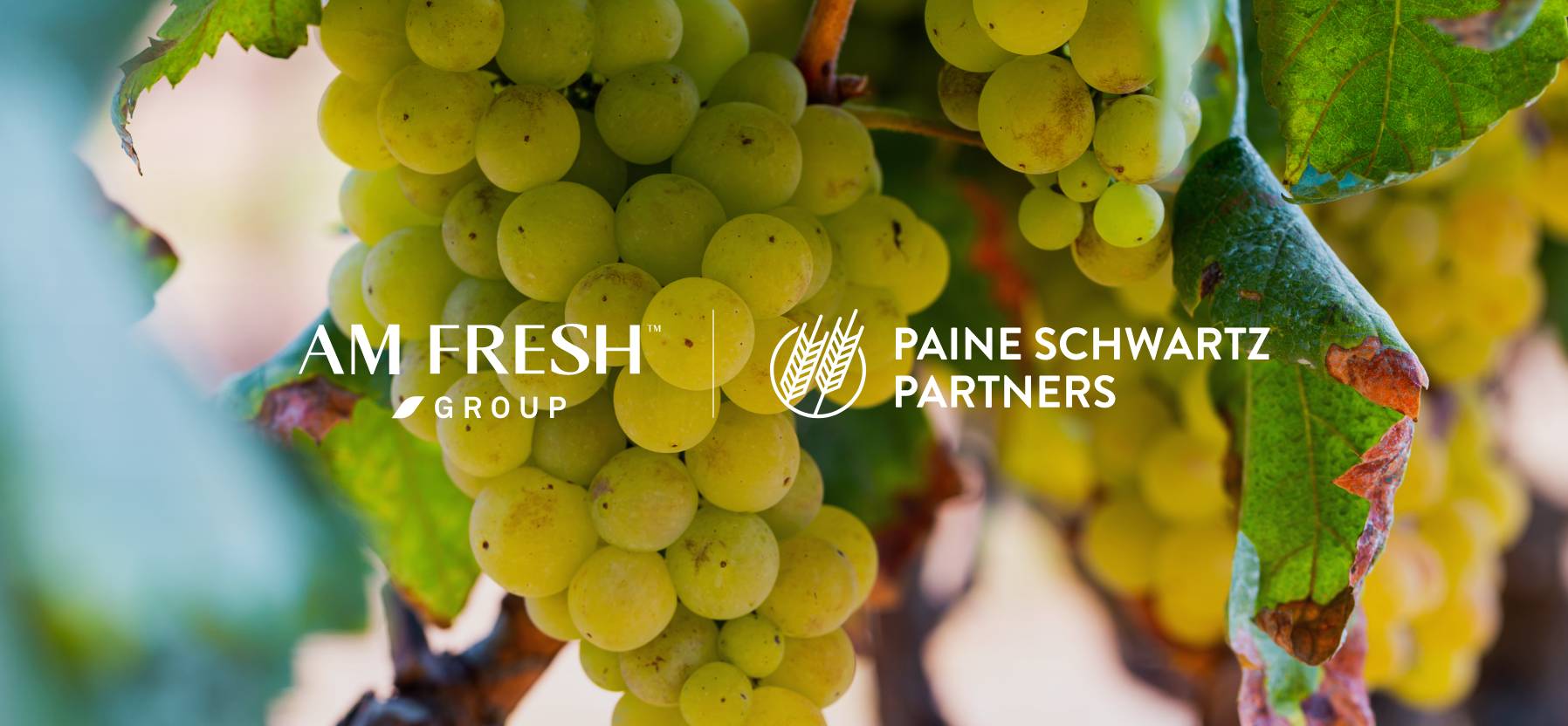 AM FRESH Group and Paine Schwartz Partners Announce Joint Investment to Consolidate Leading End-To-End Table Grape Company@2x