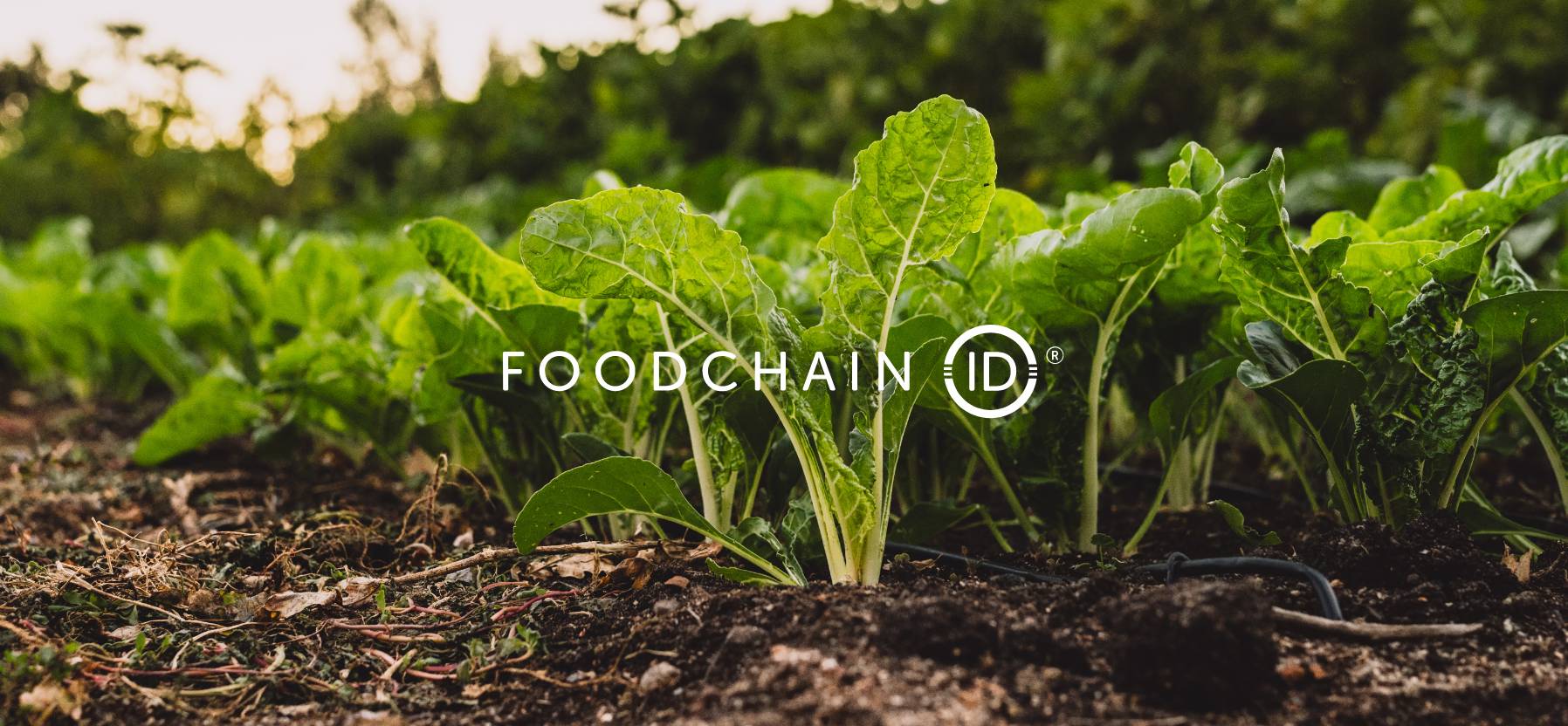 Paine Schwartz Partners Announces Sale of FoodChain ID Completing Successful Investment@2x