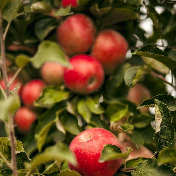 Paine Schwartz Partners Food Supply Chain PE Firm